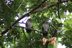 Strix seloputo