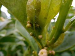 Aphis spiraecola