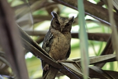 Otus lempiji
