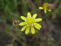 Blennosperma bakeri