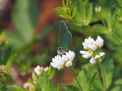 Callophrys chalybeitincta