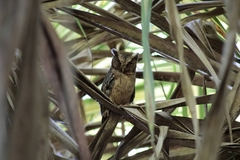Otus lempiji