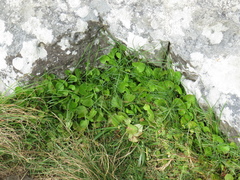Centella asiatica