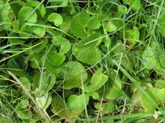 Centella asiatica