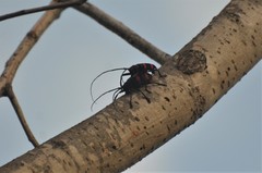 Ceroplesis orientalis