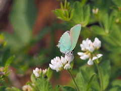 Callophrys chalybeitincta