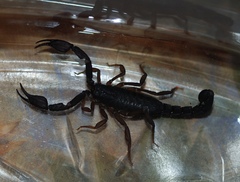 Pseudouroctonus reddelli