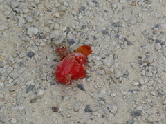 Solanum lycopersicum