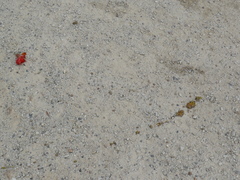 Solanum lycopersicum