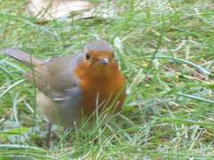 Erithacus rubecula