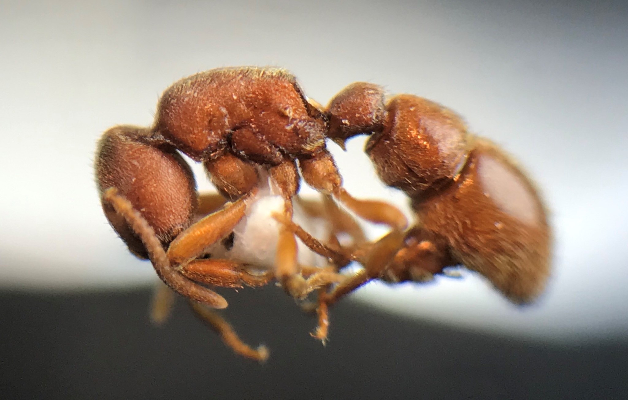 Proceratium chickasaw