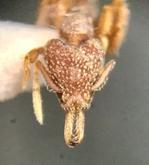 Strumigenys louisianae