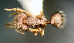 Strumigenys louisianae