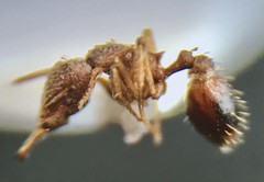 Strumigenys louisianae