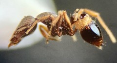 Strumigenys rostrata