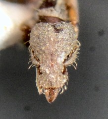 Strumigenys rostrata