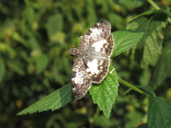 Chiomara asychis simon