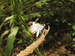 Chiomara asychis simon
