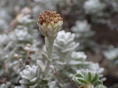 Achillea maritima