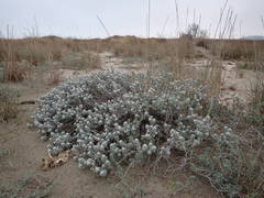 Achillea maritima