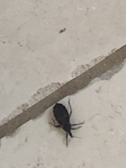 Triatoma sanguisuga