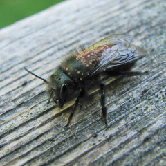 Chaetodactylus krombeini