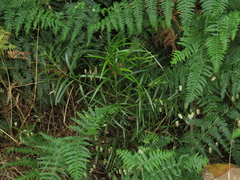 Afrocarpus falcatus