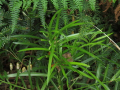 Afrocarpus falcatus