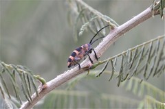 Pycnopsis brachyptera