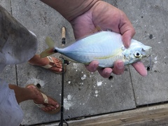 Chloroscombrus chrysurus