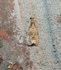 Olethreutes furfuranum