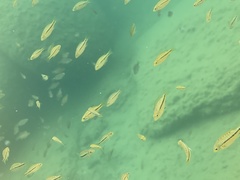 Dimidiochromis kiwinge