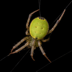 Araneus tijuca