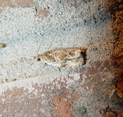 Olethreutes furfuranum