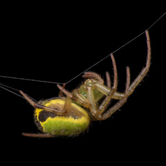 Araneus tijuca