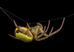 Araneus tijuca