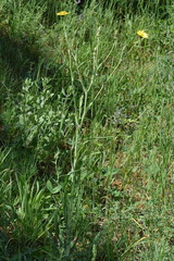 Tragopogon dasyrhynchus