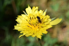 Tragopogon dasyrhynchus