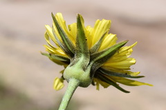 Tragopogon dasyrhynchus