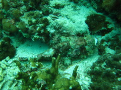 Scorpaenopsis barbata