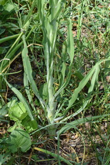 Tragopogon dasyrhynchus