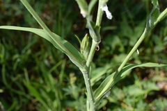 Tragopogon dasyrhynchus