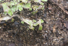 Mannia