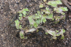 Mannia