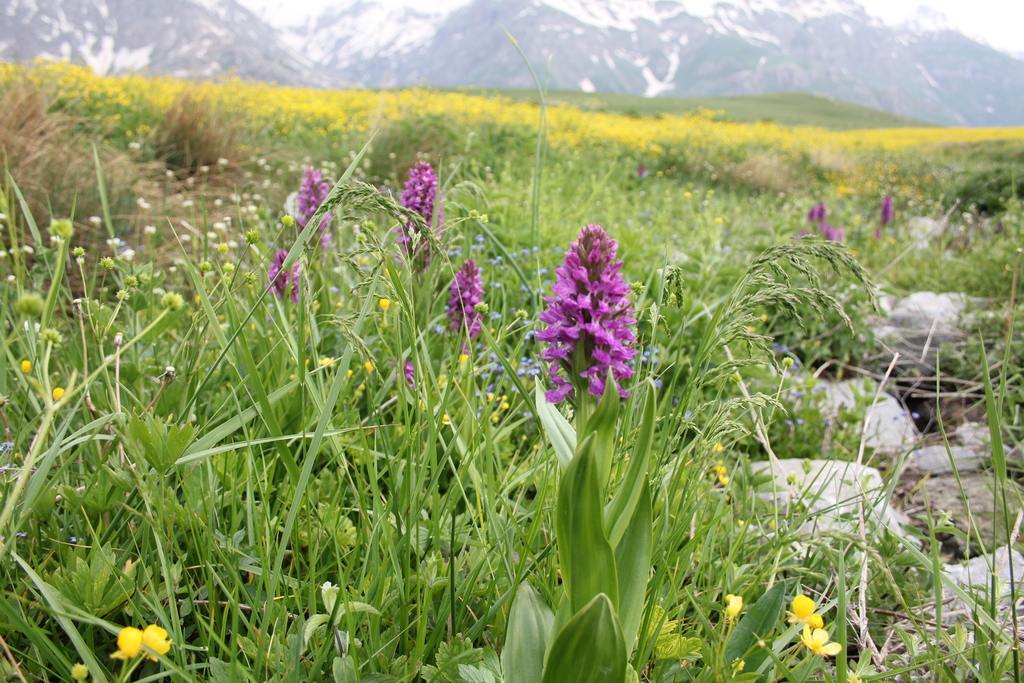 Dactylorhiza umbrosa (Kar. & Kir.) Nevski