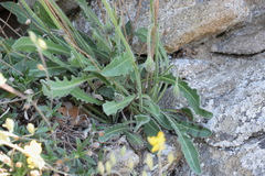 Leontodon biscutellifolius
