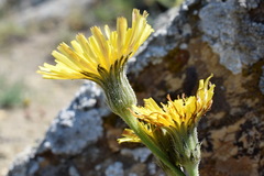 Leontodon biscutellifolius