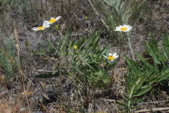 Anthemis ruthenica