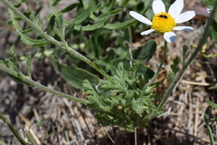 Anthemis ruthenica