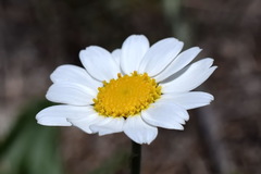 Anthemis ruthenica